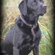 Labrador retriever Dalton