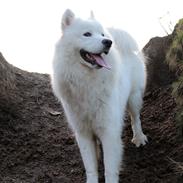 Samojedhund Aslan