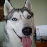Siberian husky Divsen (diva)