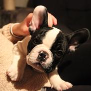 Fransk bulldog charlie
