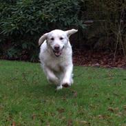 Golden retriever Thea