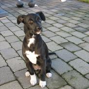 Blanding af racer Mille