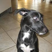 Blanding af racer Mille