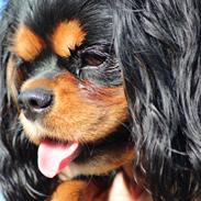 Cavalier king charles spaniel Malou