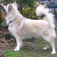 Islandsk fårehund Mishir