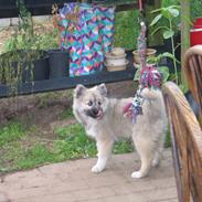 Islandsk fårehund Mishir