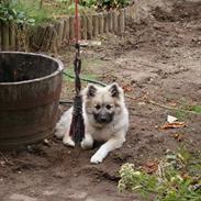 Islandsk fårehund Mishir