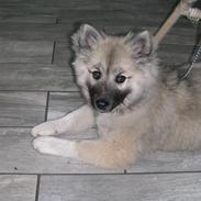 Islandsk fårehund Mishir