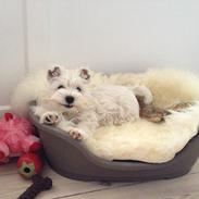 West highland white terrier Marley