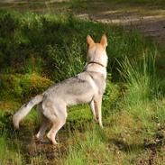 Tjekkoslovakisk ulvehund Kazan