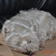 West highland white terrier Lulu White Of Roses