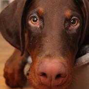 Dobermann Proud Danish Fantastic Fighter