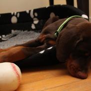 Dobermann Proud Danish Fantastic Fighter