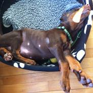 Dobermann Proud Danish Fantastic Fighter