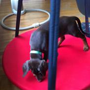 Dobermann Proud Danish Fantastic Fighter