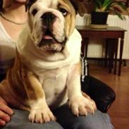 Engelsk bulldog Eddie