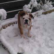 Engelsk bulldog Eddie