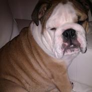 Engelsk bulldog Eddie