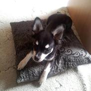 Chihuahua Disko