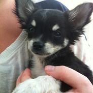 Chihuahua Disko