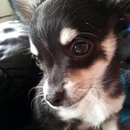 Chihuahua Disko