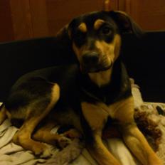 Blanding af racer Diva