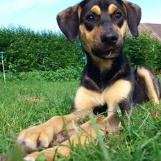 Blanding af racer Diva