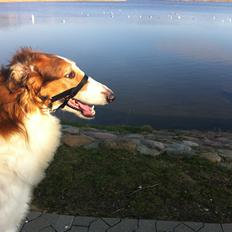 Borzoi Konstantin