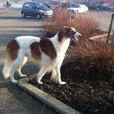 Borzoi Konstantin