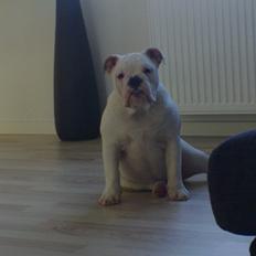 Engelsk bulldog Mini