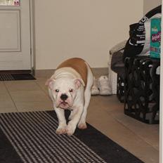 Engelsk bulldog Mini