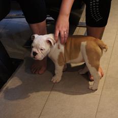 Engelsk bulldog Mini