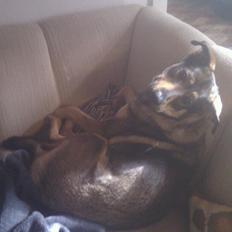 Blanding af racer Laika