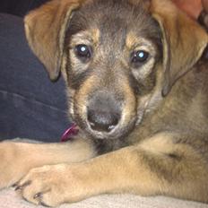 Blanding af racer Laika