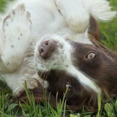 Engelsk springer spaniel Bina