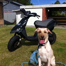 Blanding af racer Blondie