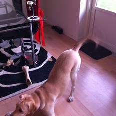 Blanding af racer Blondie