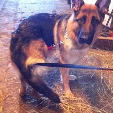 Schæferhund Ol-Lilletorup's Dixie