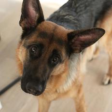 Schæferhund Ol-Lilletorup's Dixie