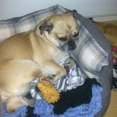 Blanding af racer Gizmo