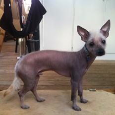 Chinese crested hårløs Børge