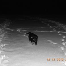 Labrador retriever Molly [himmelhund]
