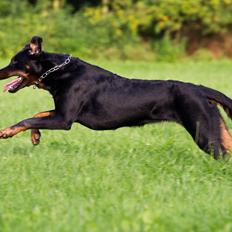 Beauceron Woodt Light Blance