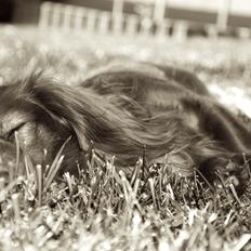 Dværggravhund Fennima