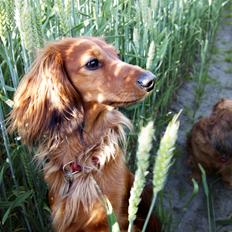 Dværggravhund Fennima