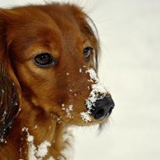 Dværggravhund Fennima