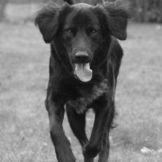 Blanding af racer Lucy