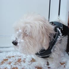 Coton de tulear Maui Sirene