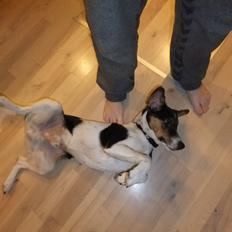 Dansk svensk gaardhund Tikko