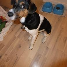 Dansk svensk gaardhund Tikko